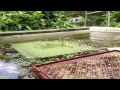 How To: Floating Watercress Beds