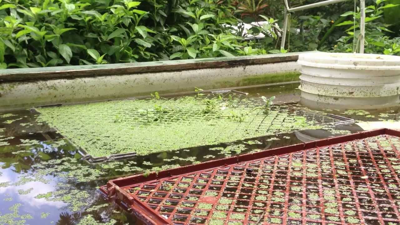How To: Floating Watercress Beds - YouTube