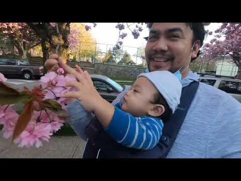 Outdoor - Beautiful Pink Cherry Blossom Vancouver, BC