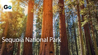 Unknown Sequoia National Park - Best Parks Ever - 4346