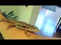 lizard