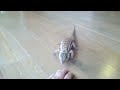 lizard