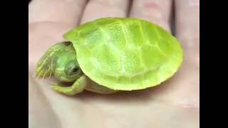 Забавные Черепахи | Топ Подборка Видео С Черепашками