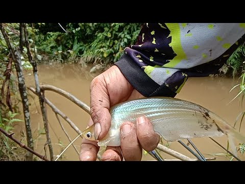 Hadir kembali dengan ikan Lais Pilihan || Lais Kalimantan