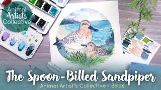 The Endangered Spoon-Billed Sandpiper // Animal Artists Collective - Birds
