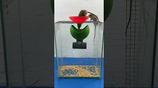 Super Cool Homemade Mouse Trap Idea At Home // Mouse Trap 2 #Rattrap #Rat #Mousetrap #Shorts