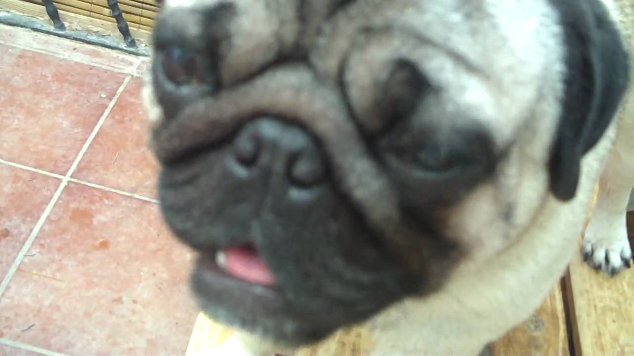 pugs talking pug talking about pugs talking pug talking about