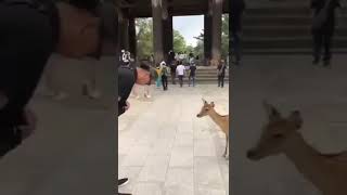 Merhabana Merhaba Kardeş.