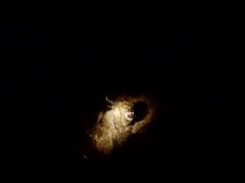 Wild Lions Roaring in the dark Quality Sound