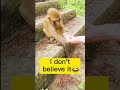 Monkey's Reaction To Seeing Magic Tricks##shorts ##funny ##funnymonkeyvideos #magic #magictricks