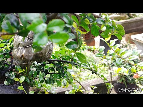 CHIẾT CÀNH CÂY DUỐI BẮN RỂ CỰC NHANH - BONSAI VN