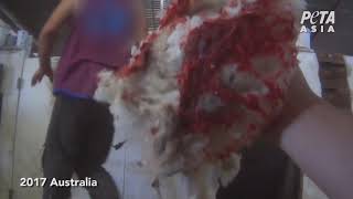New PETA Asia Investigation Reveals Even More Horrific, Pervasive Abuse in the Wool Industry