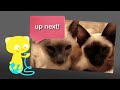 Super Siamese - Breed Spotlight!