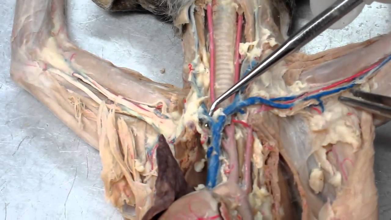 Lab #5 Vascular System of a Cat - YouTube