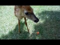 Baby Deer Eats a Peach