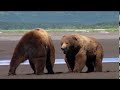 Grizzly Man - 14. "Bear Fight"