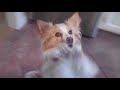 Pet Interviews - Talking Bird, Dog, Cat (teaser)