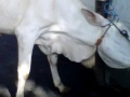 image Sapi Qurban Ngamuk Ketika Mau Dipotong