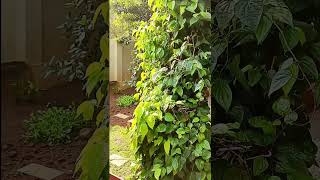 Amazing Betel Leaf Plant
