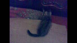 Котёнок Играется На Коврах. Kitten Is Playing On The Carpets.el Gatito Está Jugando En Las Alfombras