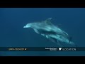 Bottlenose dolphins frolic in crystal-clear water
