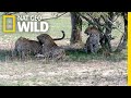 Two Leopard Sisters Mate with Same Male in Rare Video | Nat Geo Wild