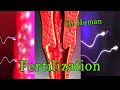 Fertilization (3D Animation)
