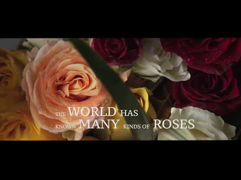 Video niet gevonden.