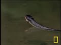 lizard