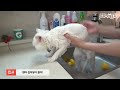 고양이가 목욕을 좋아하게 된 이유