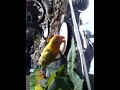Cara Mudah Meloloh Anak Burung Lovebird images Cara Mudah Meloloh Anak Burung Lovebird