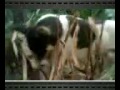 Gadis Desa Di images Gadis Desa Di