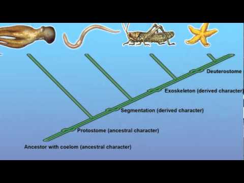 Cladogram