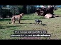 A Robot Dog Entered a Zoo. The Animals Were Not Fans | Mashable