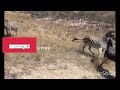 Zebra vs Donkey | Donkey mating with zebra