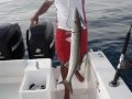 Fishing Abu Dhabi 10 April 2010 - Kingfish Barracuda Queenfish