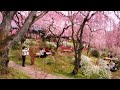 京都　原谷苑の桜①