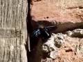 Solitary Insect | RM. Solitary Insect | RM.