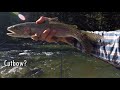 WBD - Fly Fishing Yellowstone & Montana  Gallatin & Grizzly