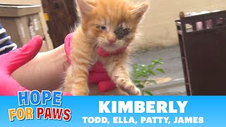 Family of kittens almost thrown into the trash - we got there just in time!