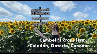 4 mins in a sunflower farm in Canada