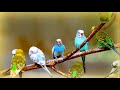 ❀ Joyful Budgerigars