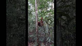 Male Orangutan Eating In Tree.