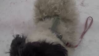 Funny Dogs and Bunnies part 2 APEMAN Trawo Action Camera