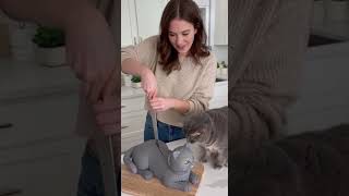 She Cuts A Cat Cakeand The Cat Freaks Out Calma, É Só Bolo Tranquilo, Solo Es Pastel