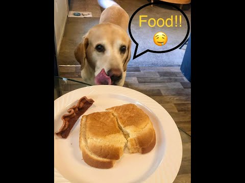 Will my Dog Steal Food?| Funny Dog Moment | NFL Halftime DOG SHOW【笑える】留守の間に犬たちは何するのか?検証1