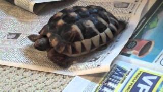 Watch Parry Gripp Bacon video
