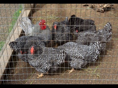 How to Build a Chicken Coop - YouTube