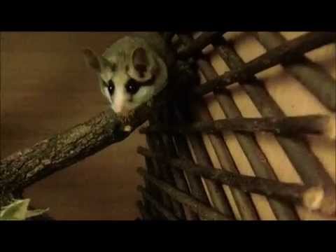 asian garden dormouse