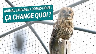 Un Animal Sauvage Nest Pas Domestique Ça Change Quoi ? - Albg